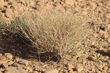 Desert Plant Close Up