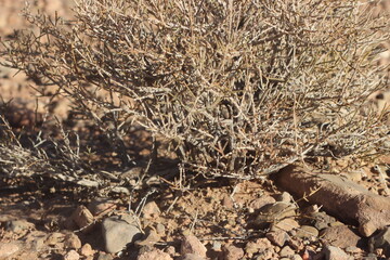 Desert Plant Close Up