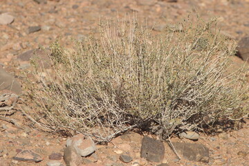 Desert Plant Close Up
