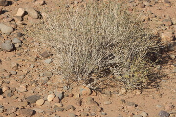 Desert Plant Close Up