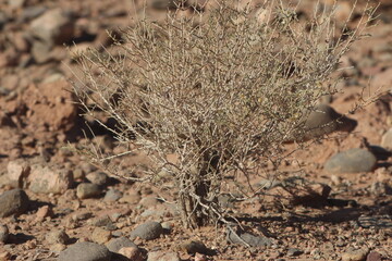 Desert Plant Close Up