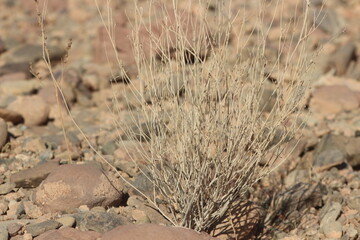 Desert Plant Close Up