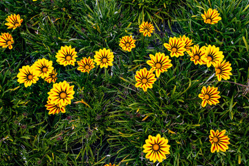Top view of blooming Gazania linearis with vivid yellow petals and dark stripes on green lawn. Bright spring Mediterranean flora, Antalya, Turkey, April