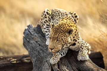 close up of a Leopard 