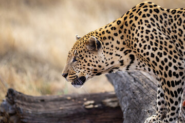 close up of a Leopard 