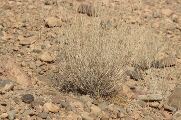 Desert Plant Close Up