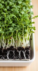 Radish Microgreens - A Close-Up of Fresh, Healthy Sprouts.