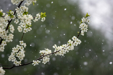 weather anomaly snow falls on flowering branches of white bird cherry in May garden