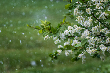 Natural background with weather anomaly snow falling on blooming branches of white bird cherry in the May garden