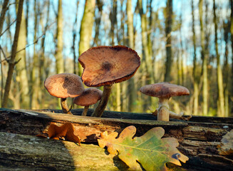 Mushrooms emerge from a fallen log in a vibrant forest. The scene captures autumn colors and warm sunlight shining through tall trees, highlighting nature's beauty