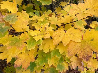 autumn leaves background