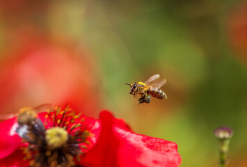 A small bee flies over red poppy flowers in a summer meadow and collects golden pollen and nectar