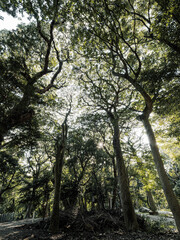大木に覆われた六甲山の登山道
