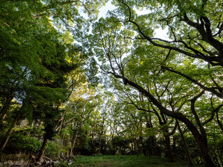 大木に覆われた六甲山の登山道