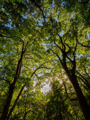大木に覆われた六甲山の登山道