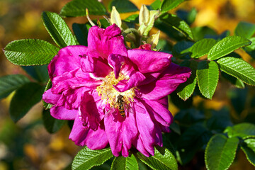 Close-up of a bee and a flower on a rose bush during autumn