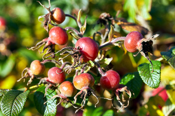 Close-up of spherical fruit on a rose bush during autumn