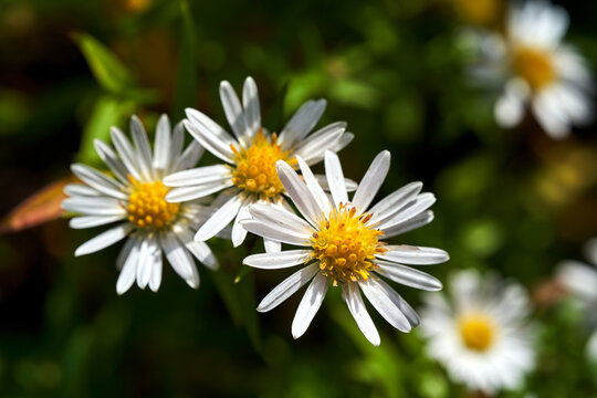 A group of tiny yellow and white autumn flowers on a bush Erigeron