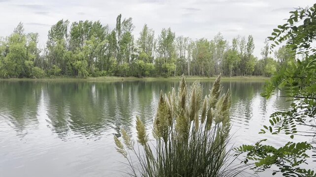 View of the Limay River from the coast of the Neuquen Region with Pampas Grass plant. Cortadera, Cortaderia Selloana, foreground, Neuquen, Patagonia, Argentina, South America, no people, reflection