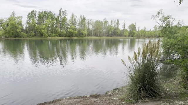 View of the Limay River from the coast of the Neuquen Region with Pampas Grass plant. Cortadera, Cortaderia Selloana, foreground, Neuquen, Patagonia, Argentina, South America, no people, reflection