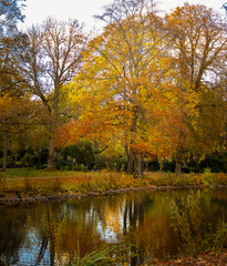 Vibrant autumn trees with golden, orange, and red leaves reflected in a calm pond. A serene park landscape capturing the beauty of fall colors and the peaceful atmosphere of the season.