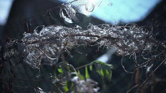 Dried fireweed seeds blowing in the wind. Media