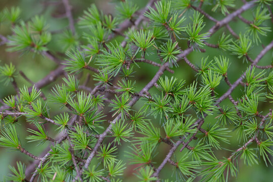 Atlas cedar (Cedrus atlantica) is a cedar native to the Atlas Mountains of Morocco.