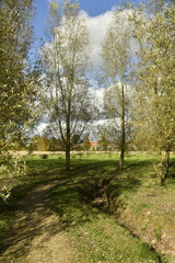 Obraz premium Arbres dans un parc en automne à Écaussinnes d'Enghien (Soignies)