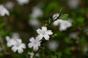 Serissa japonica bloomed in the garden close up
