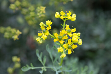 Macro of Common Rue (Ruta graveolens) showcasing its unusual yellow petals and green capsule-like centers. A striking medicinal herb captured in vivid detail in the Western Cape, South Africa