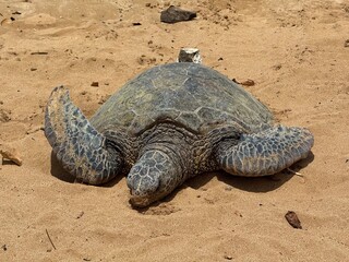 Obraz premium Grüne Meeresschildkröte am Strand