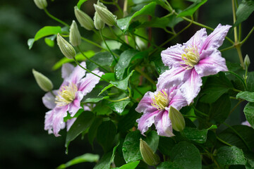 Beautiful pink clematis. Blooming clematis with blurred background of the green garden. Seasonal summer background