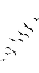 Birds in Flight - A Silhouette Against the Sky.