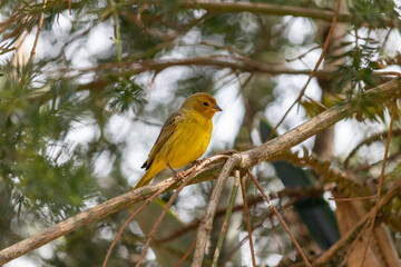 Small Bird in Natural Habitat – Wildlife and Everyday Behavior