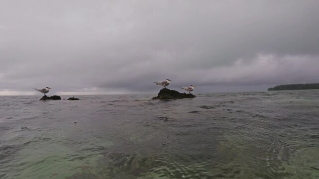 Terns Seabirds perched on coral rocks in lagoon waters off the coast of Tahiti 