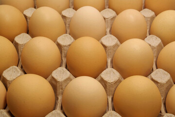 Fresh yellow chicken eggs in tray