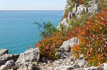 Colorful autumn vegetation on the seaside Rilke trail near Trieste, Italy