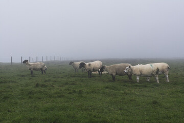 Fototapeta premium Sheeps grazing in a meadow during fog