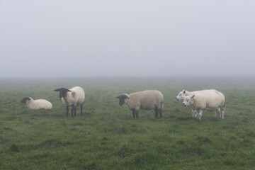 Sheeps grazing in a meadow during fog