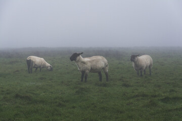 Sheeps grazing in a meadow during fog