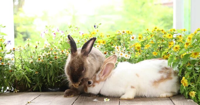 Group of healthy lovely baby bunny easter rabbits eating food, carrot, grass on nature flowers background. Cute fluffy rabbits sniffing, looking around, nature life. Symbol of easter day. 