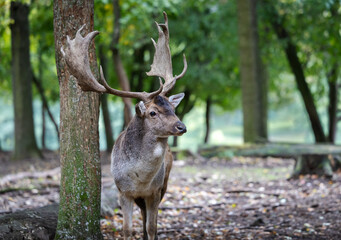 Male fallow deer with large antlers in forest