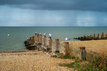 Seagulls perched on a wooden groyne, water breaker, in a line, on a cold, wet, Whitstable beach. Rain and clouds can be seen along the horizon over the sea.