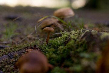 Small Brown Mushroom Growing in Green Moss
