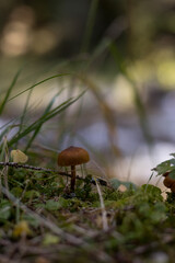 Tiny Mushroom Hidden Among Grass in Forest
