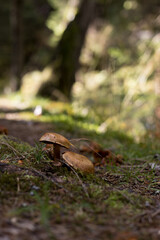 Two Mature Wild Mushrooms on Forest Floor Path