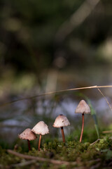Group of Four Small Mushrooms Growing in Moss
