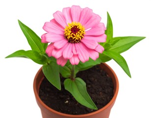 A pink zinnia flower with a yellow center planted in a brown pot on white