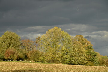 Contraste entre les couleurs de l'automne sous le soleil du soir et les nuages gris foncés d'un orage à Écaussinnes-d'Enghien (Soignies)