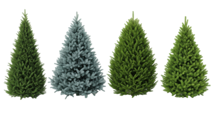 Five distinct evergreen coniferous trees (spruces, firs), unique, isolated on pristine transparent plain in shadowless studio, commercial botanical display concept